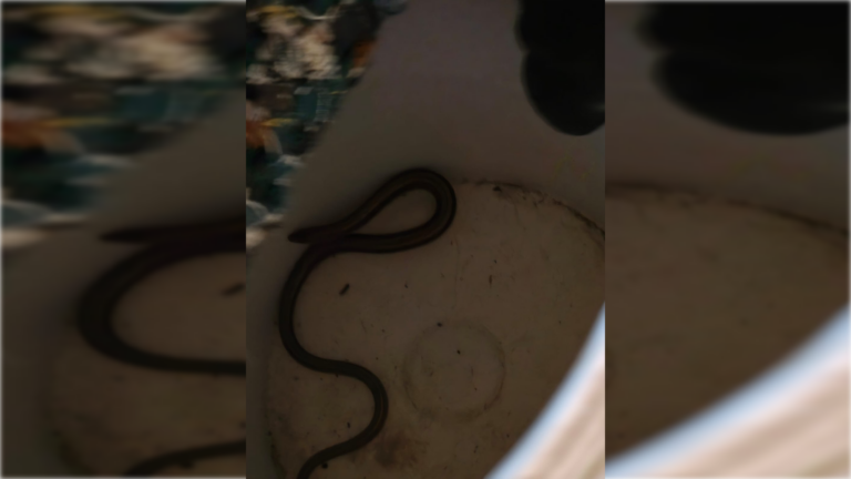 Bomberos  rescataron una víbora en una vivienda de Ricardone