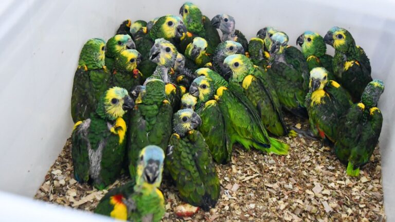 Decomisan más de 500 animales silvestres en la Ruta 34 y los trasladan a La Esmeralda