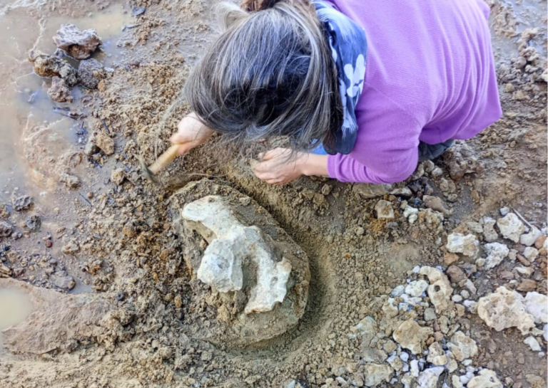 Hallan restos de fósiles de megafauna de más de 10 mil años en las barrancas del Paraná y los resguardan en Puerto San Martín