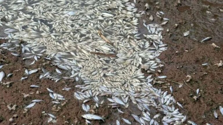 Hallan gran cantidad de peces muertos en el río Carcarañá y analizan las causas del fenómeno