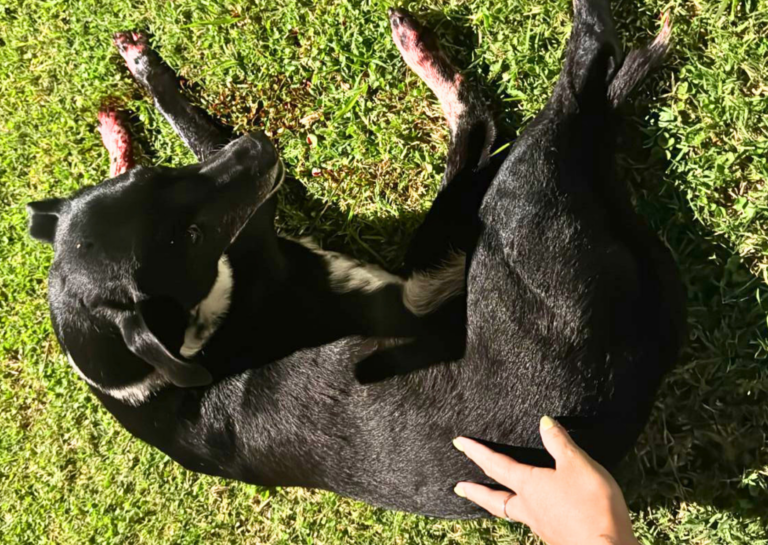 Indignación en Ricardone: investigan la muerte de una perrita callejera tras recibir un disparo