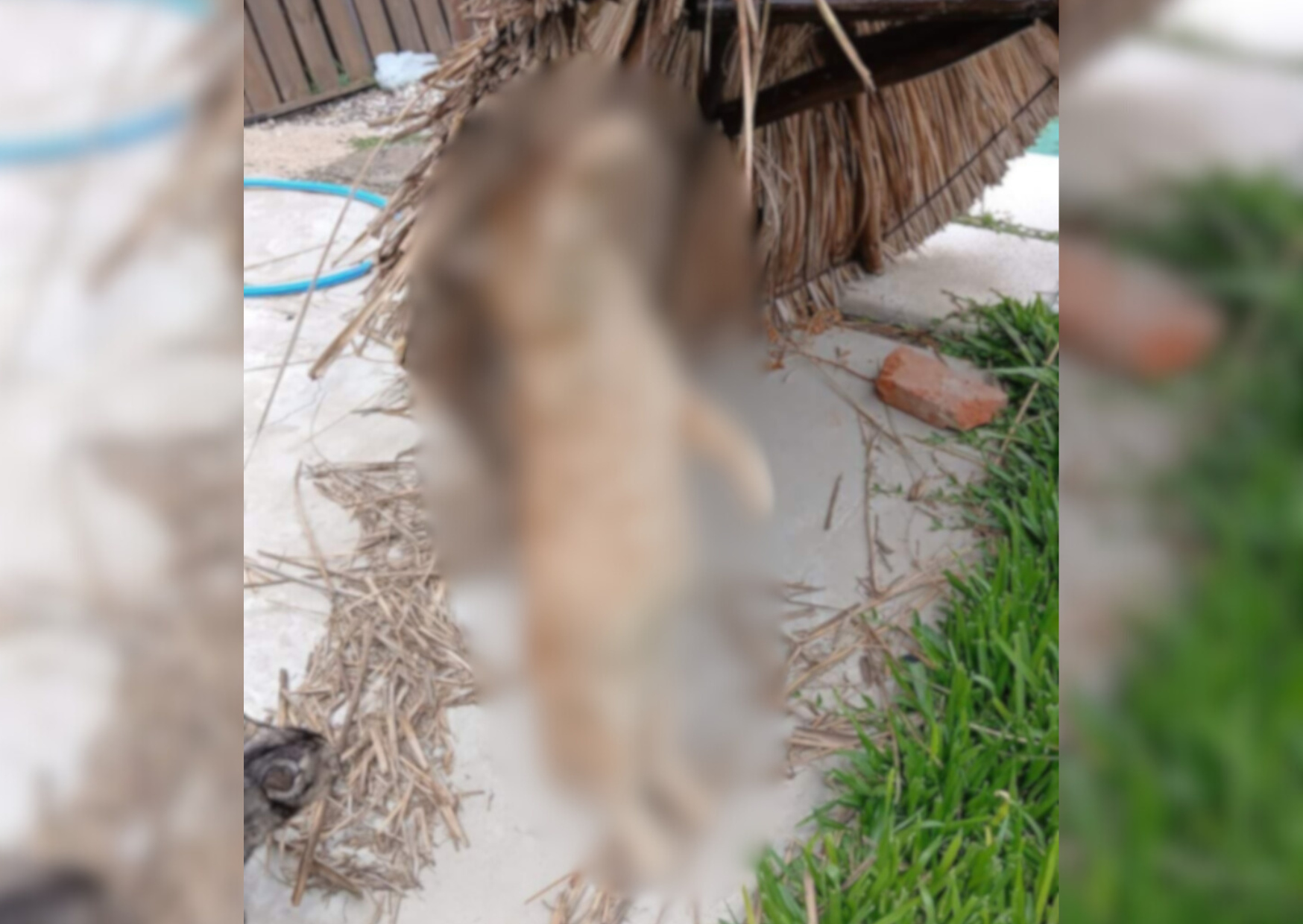 Escalada de crueldad en Ricardone: mataron a un gato y vecinos denuncian que inhibieron cámaras de seguridad