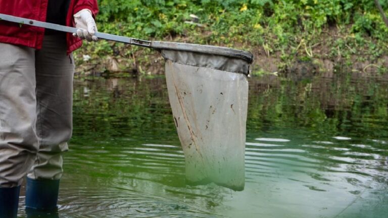 Mortandad de peces en el río Carcarañá: apuntan a las lluvias intensas de febrero como posible causa