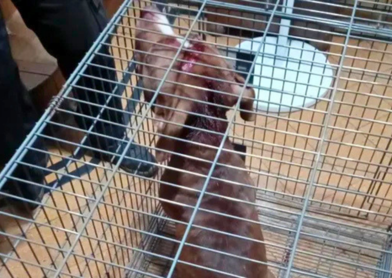 Grave ataque en Rosario: un pitbull hirió a una nena de 6 años en zona norte