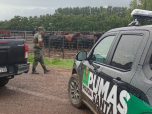 Operativo policial por robo de ganado en Santa Fe: 161 animales recuperados.
