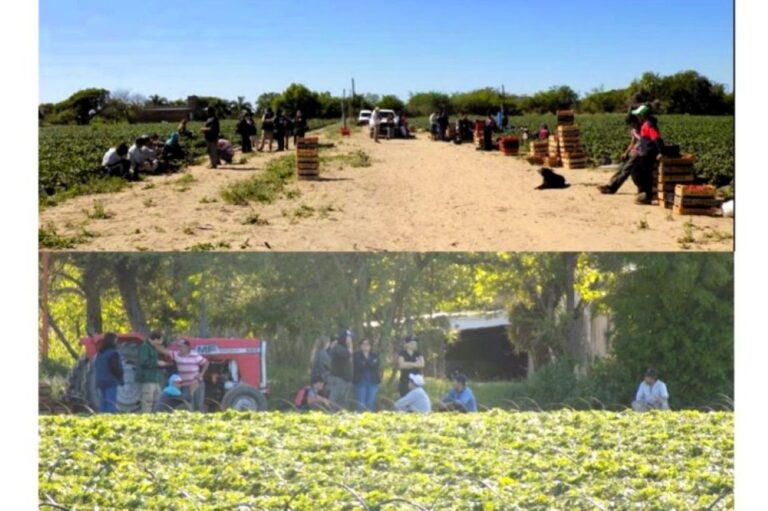 Santa Fe: presentaron la acusación y estiman un pedido de pena de 8 años de prisión para un productor rural acusado de reducir a la servidumbre a 20 trabajadores en un campo de frutillas