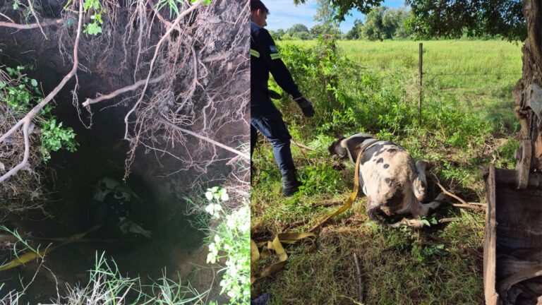 Rescataron con vida a un ternero que cayó en un pozo en San Lorenzo