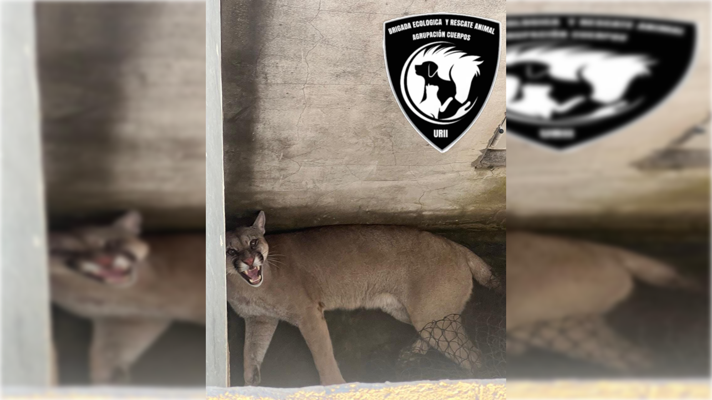 Un puma deambulaba por Paraje La Boca: personal especializado lo capturó y devolvió a su hábitat