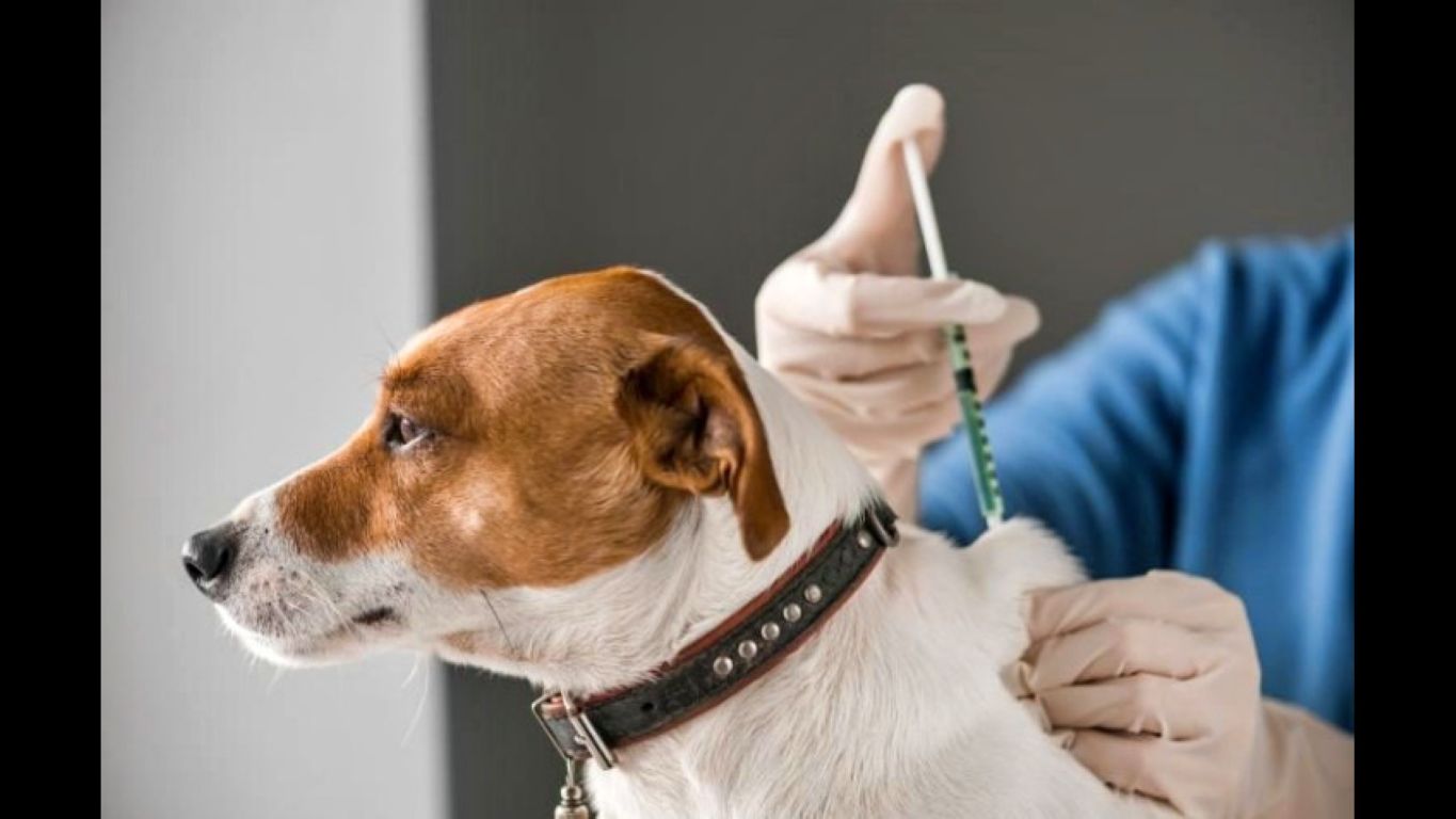 Campaña antirrábica 2026: cronograma de vacunación gratuita en Fray Luis Beltrán