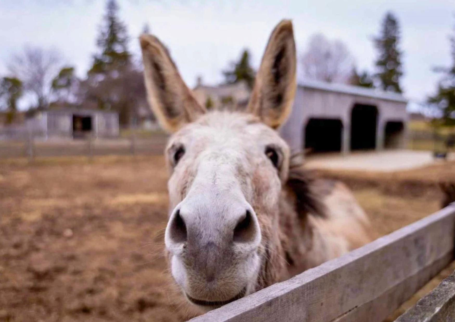 Polémica en Chubut por la venta de carne de burro: ¿Innovación productiva o choque cultural?