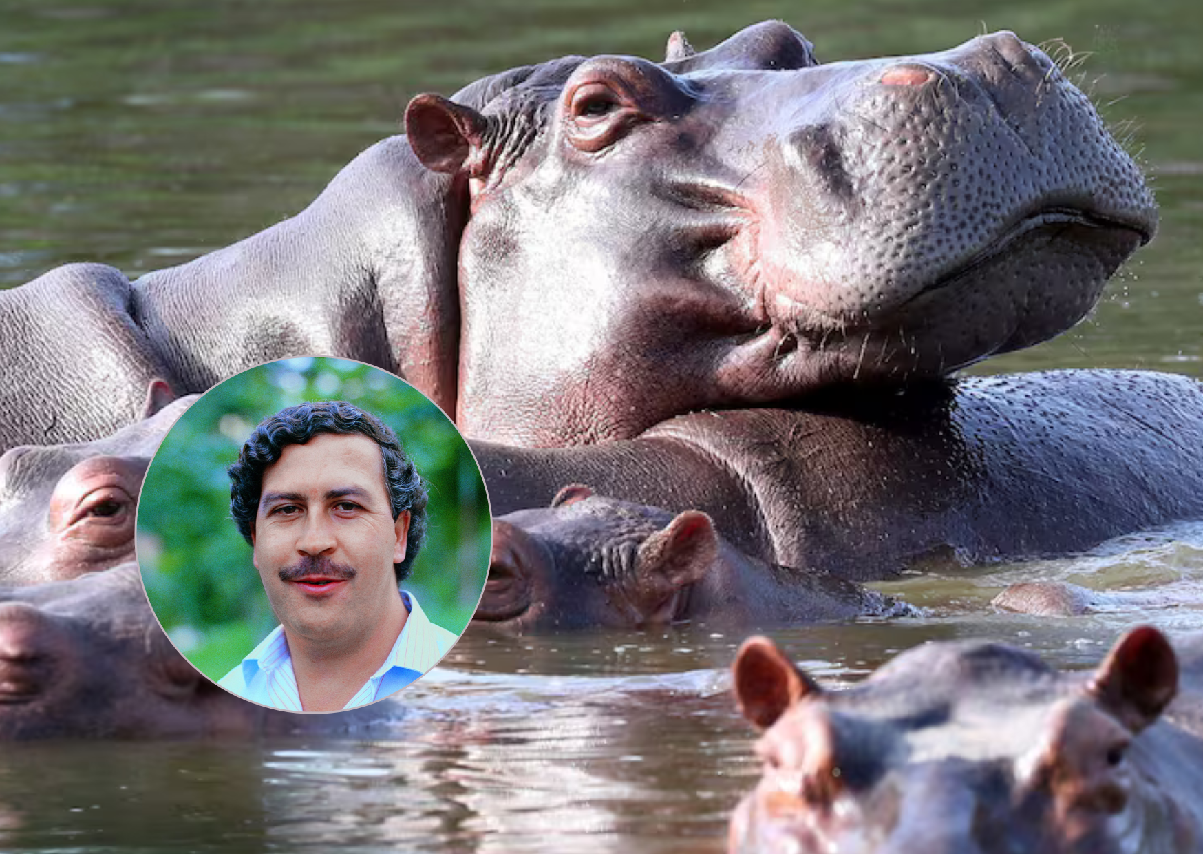 Colombia autoriza la eutanasia para frenar la expansión de los hipopótamos de Pablo Escobar
