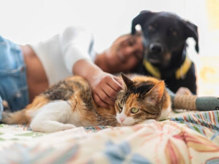 Italia habilita una licencia laboral inédita para cuidar mascotas enfermas