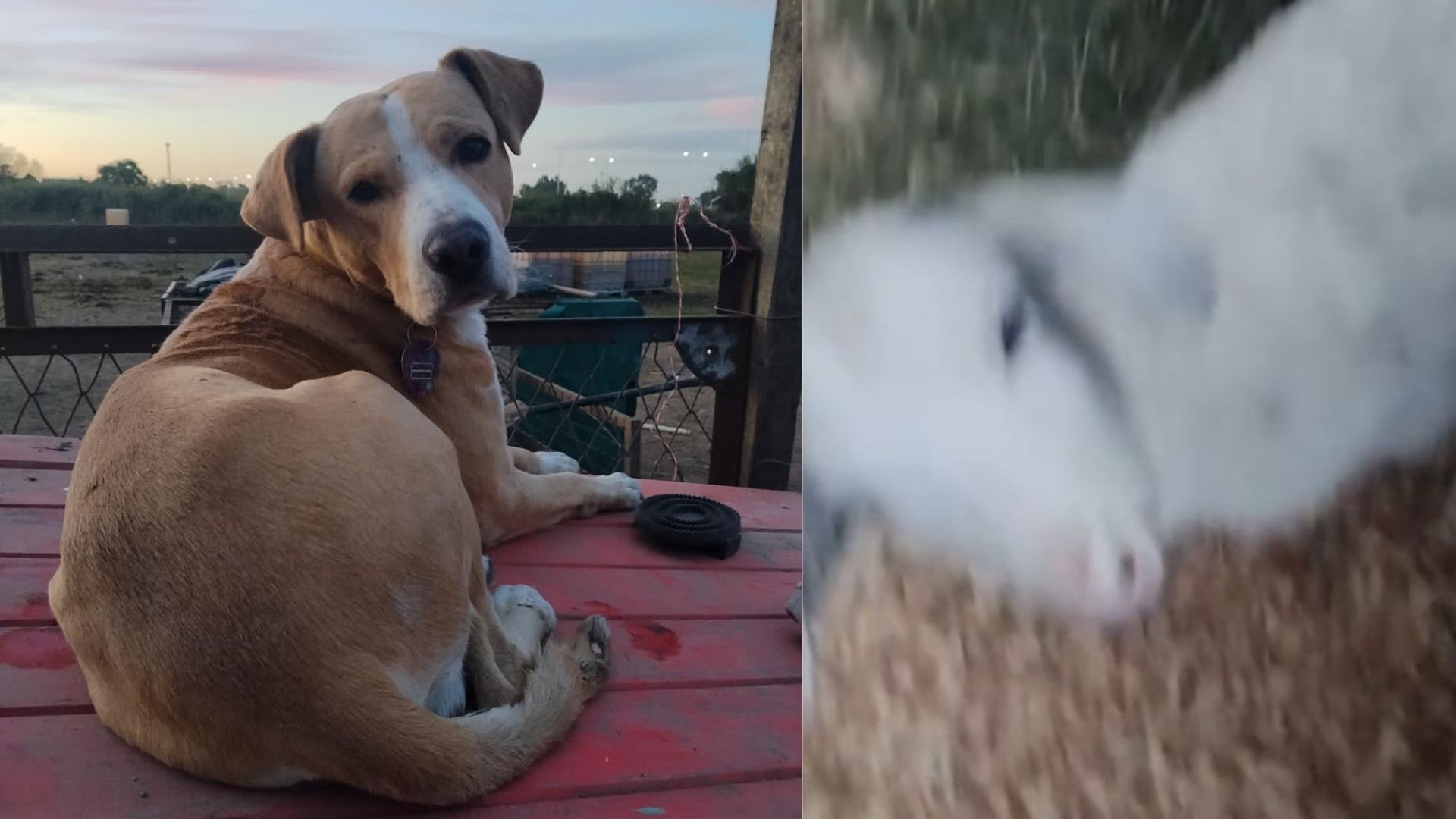Un perro dos cabritos y gallinas de una vivienda incendiada en El Espinillo por el crimen de Benjamin, fueron rescatadas