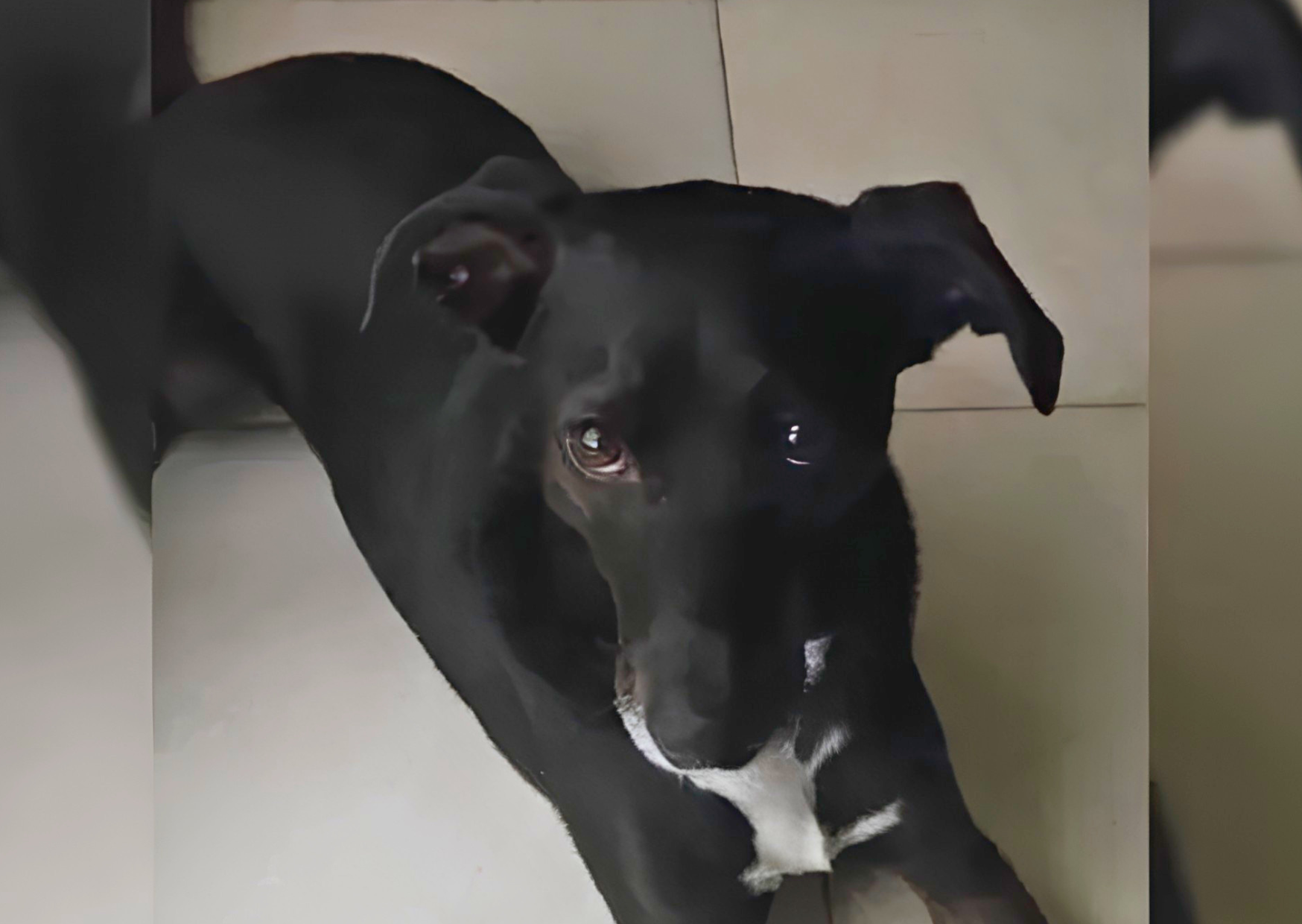 Suspendieron la restitución de Lolo y el perro seguirá resguardado mientras avanza la investigación