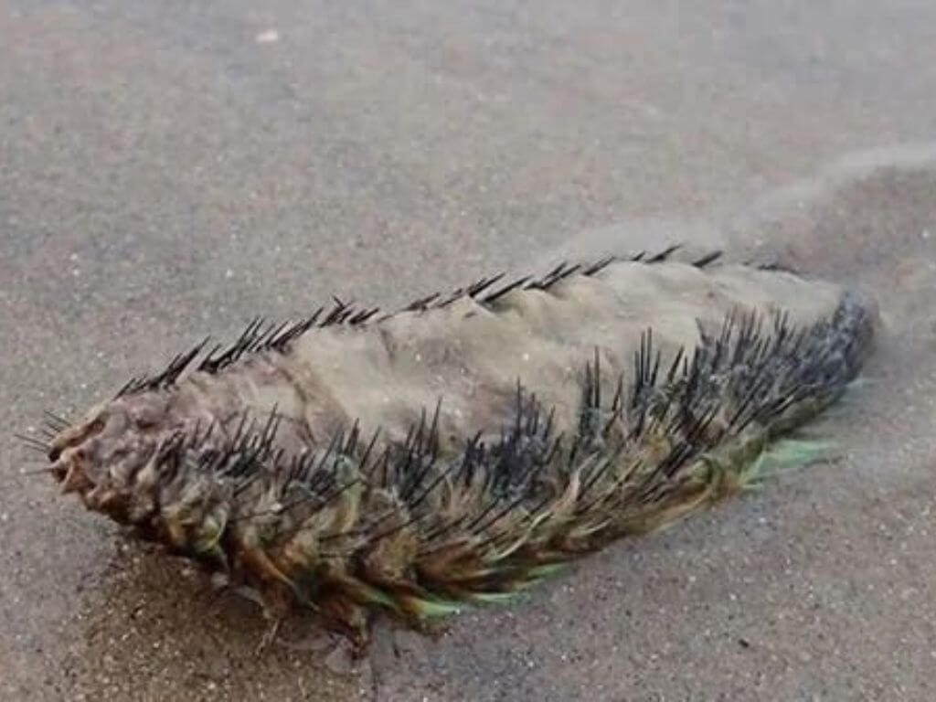Hallazgo de pez pene y ratón de mar en la costanera de Comodoro Rivadavia.