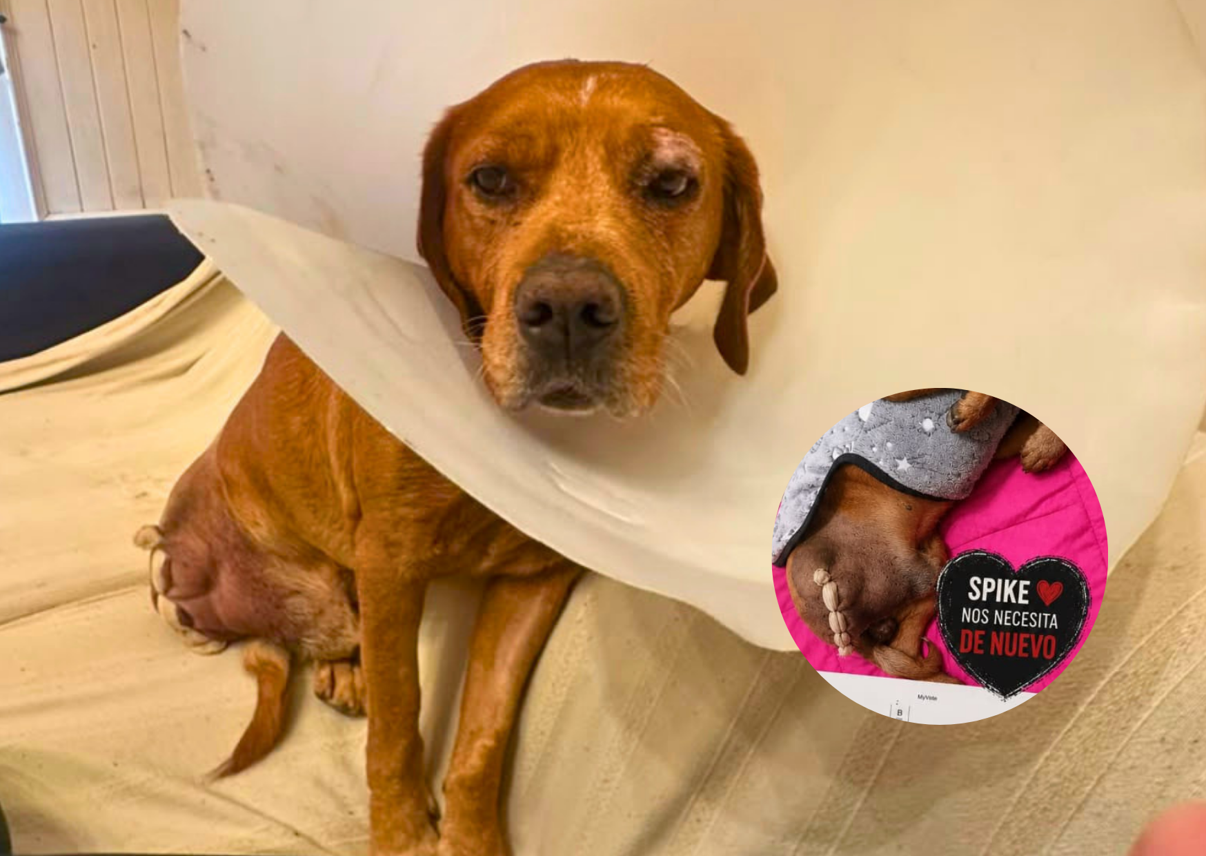 Spike, el perro que perdió una patita tras ser atropellado y necesita ayuda para continuar su tratamiento veterinario.