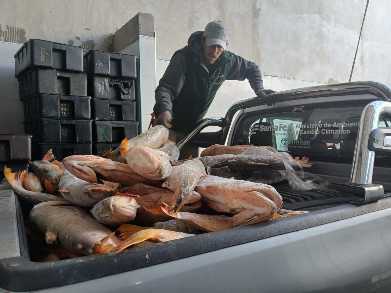 Pescado decomisado durante un operativo contra la comercialización ilegal en Fray Luis Beltrán.