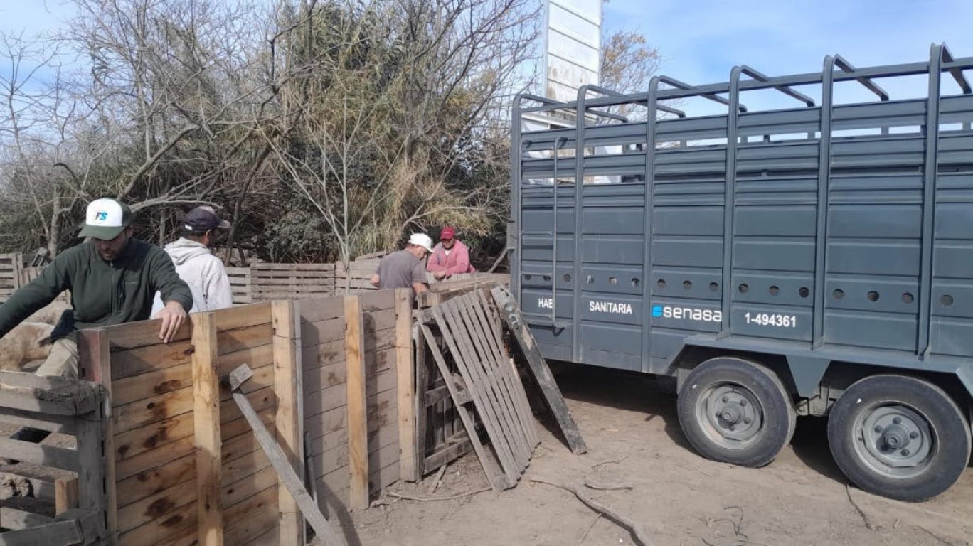 Intervinieron un criadero de cerdos en Ibarlucea y retiraron todos los animales tras confirmarse casos de triquinosis
