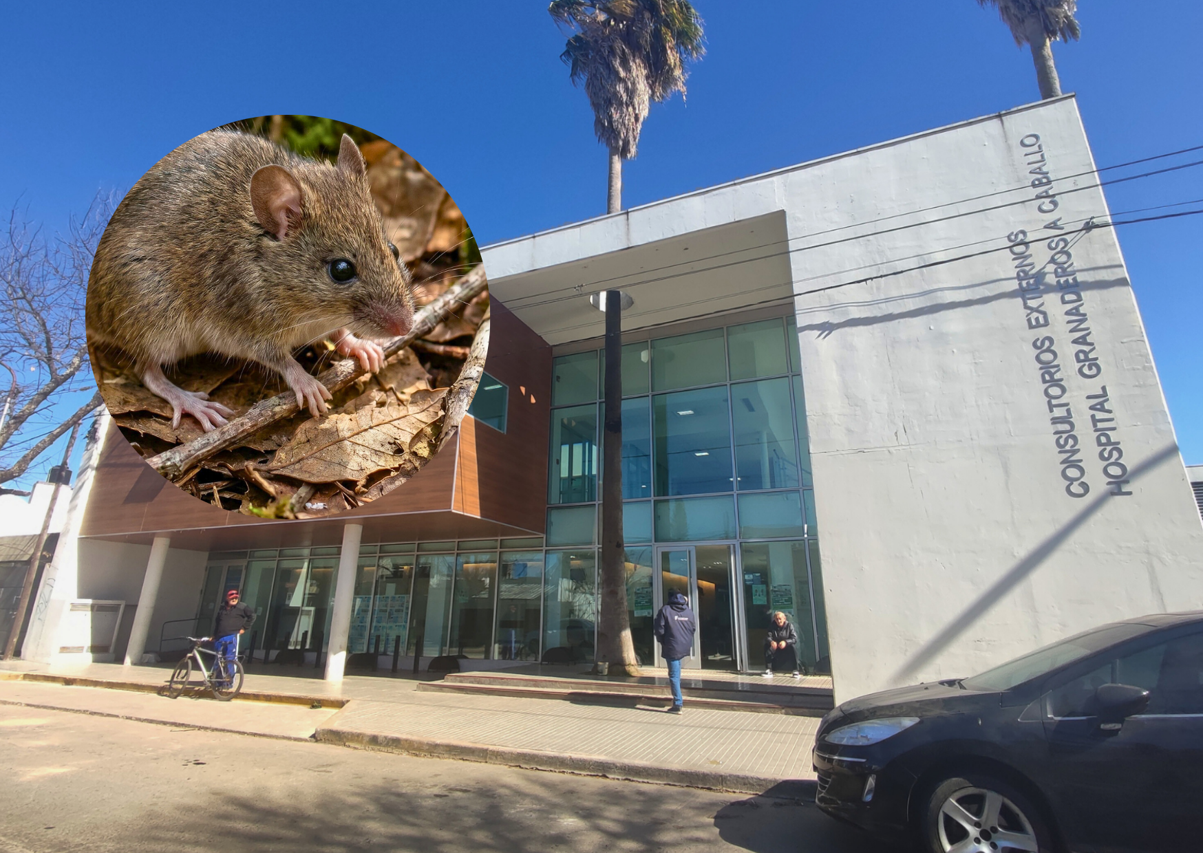 Confirman el primer caso de hantavirus del año en la provincia y el paciente es de San Lorenzo