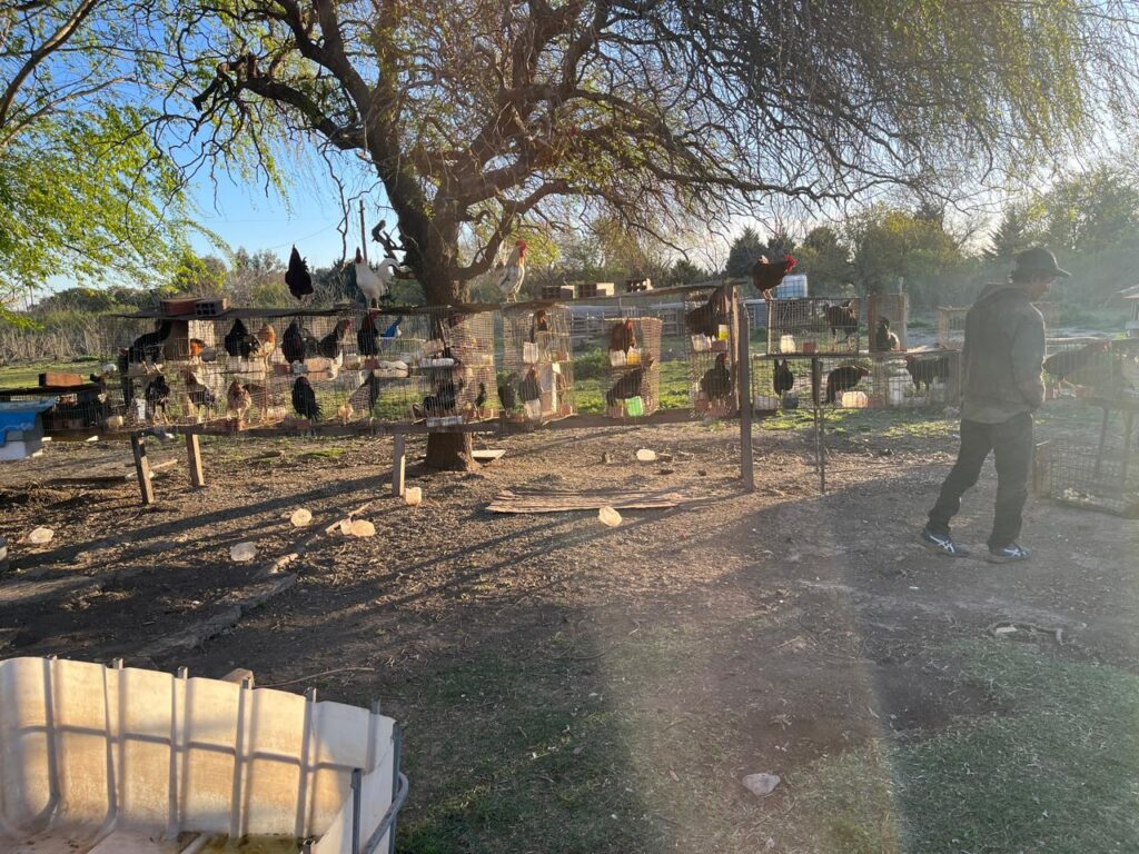 Gallos de riña rescatados durante un allanamiento en Rosario