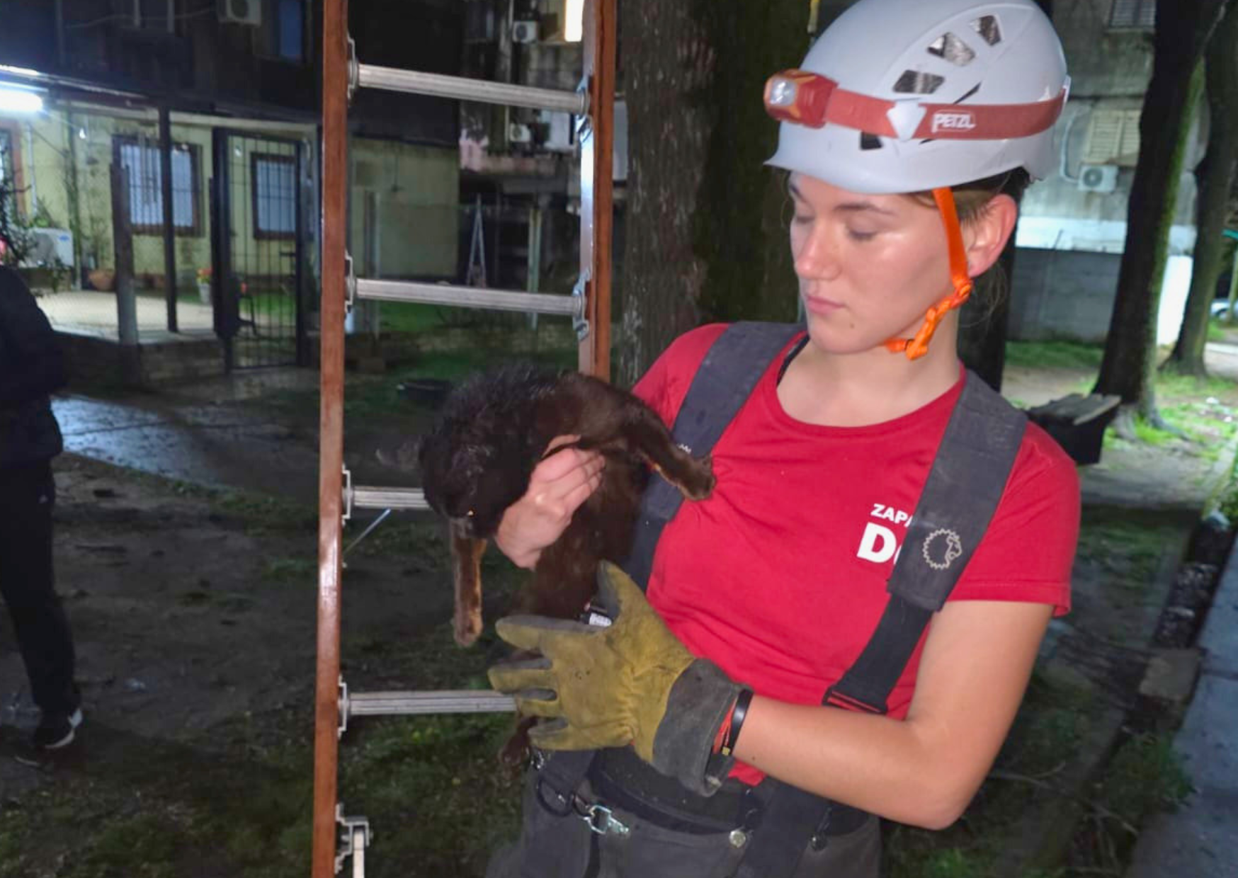 San Lorenzo: Bomberos rescataron a un gato atrapado en la copa de un árbol