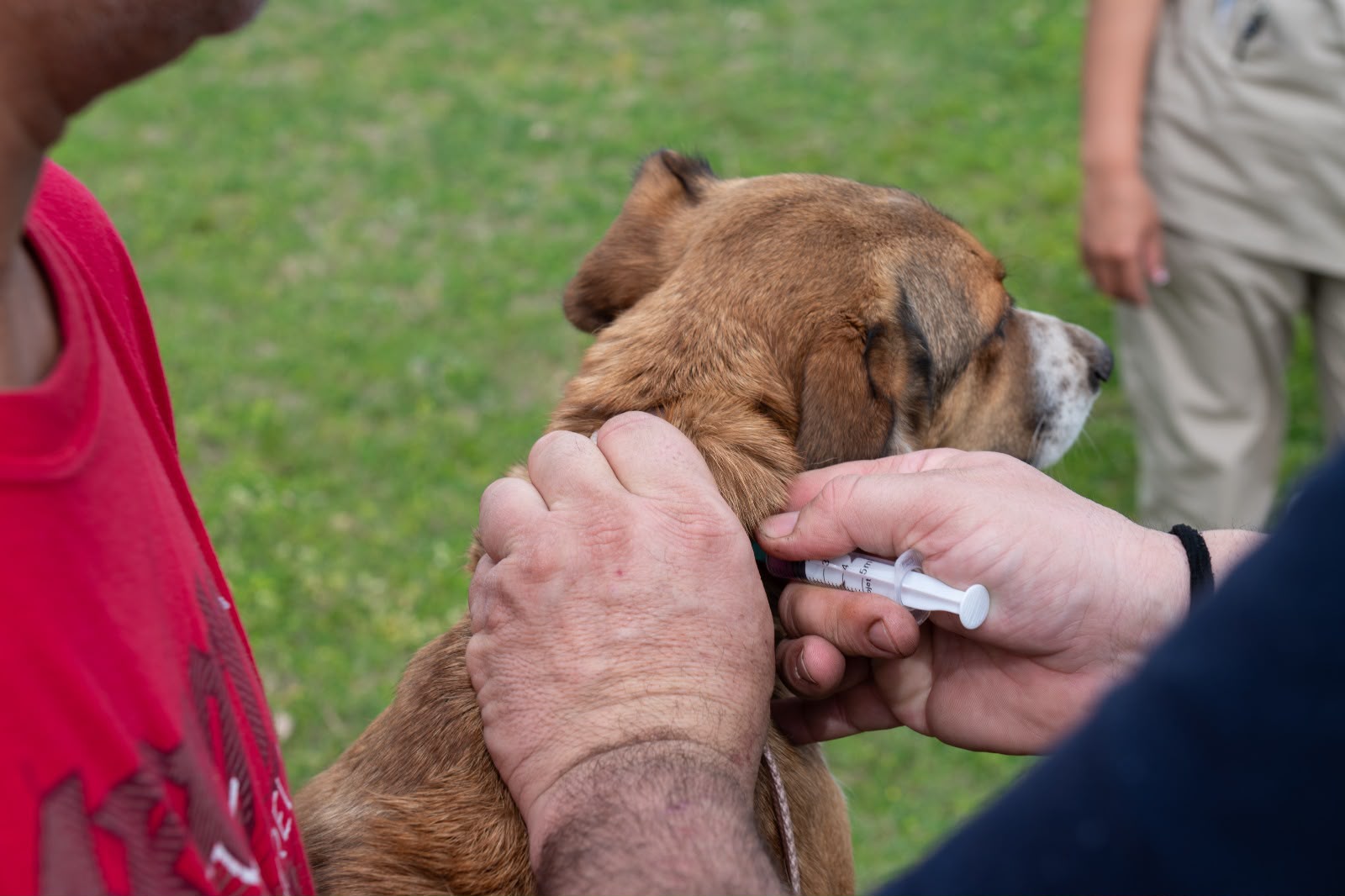 Concluyó la primera etapa de la campaña antirrábica en Timbúes con 150 mascotas inmunizadas