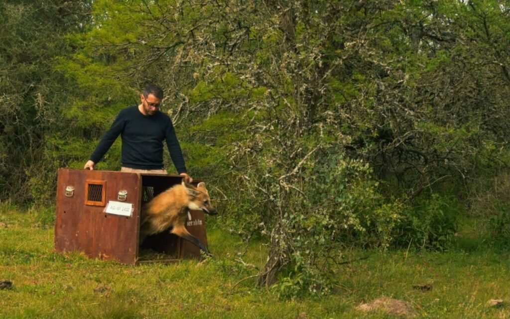 aguará guazú, fauna silvestre, Santa Fe, rescate animal