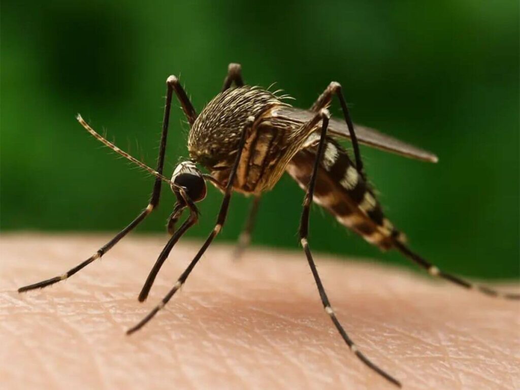 Prevención del dengue en Santa Fe durante la temporada 2026-2027.