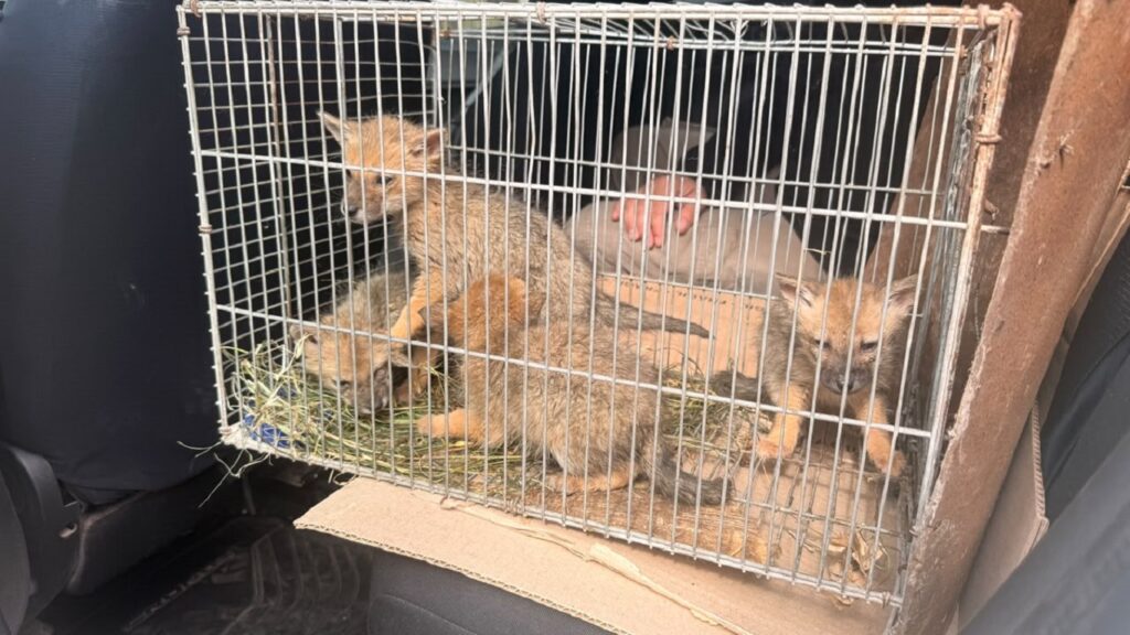 Cuatro zorros bebés rescatados en Roldán reciben atención veterinaria para su recuperación.